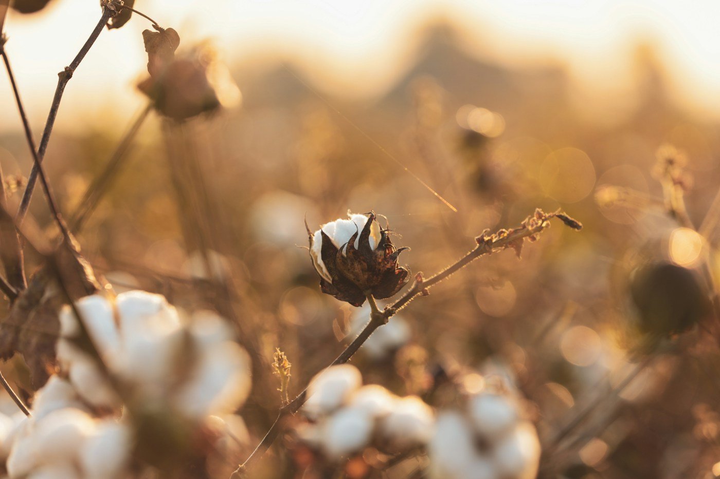 Cotton & Cotton Products