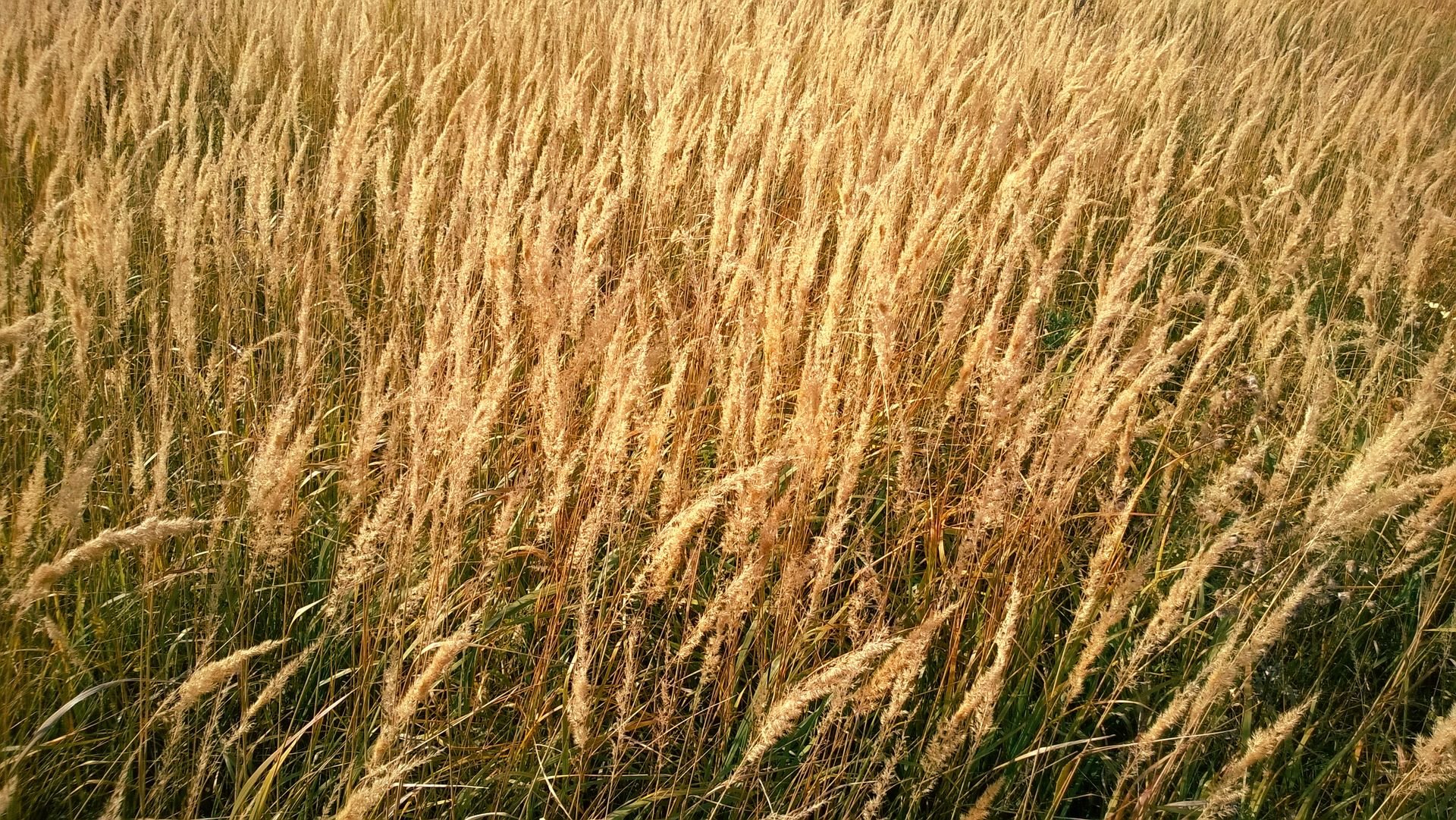Grains & Cereals